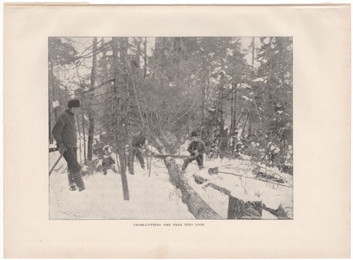 Cross-cutting the tree into logs